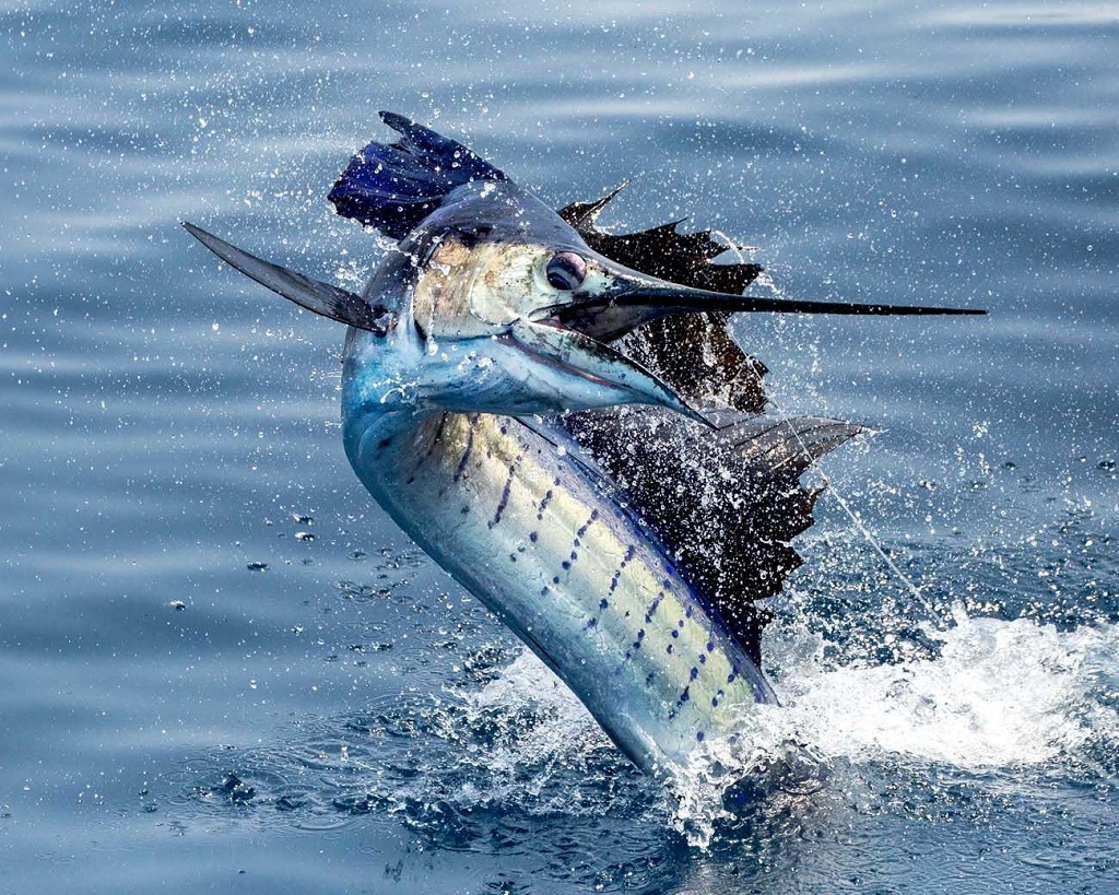 سریع‌ترین حیوانات جهان _ بادبان ماهی