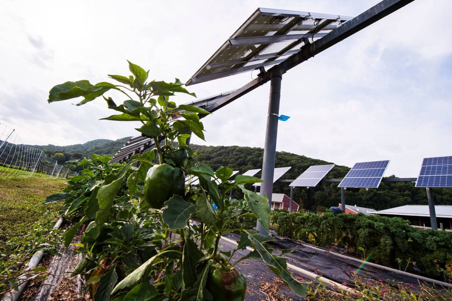 پرورش محصولات کشاورزی زیر پنل‌های خورشیدی؛ راهکاری برای افزایش عملکرد و کاهش مصرف آب