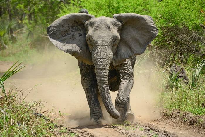 فیل بدون عاج / Tuskless Elephant