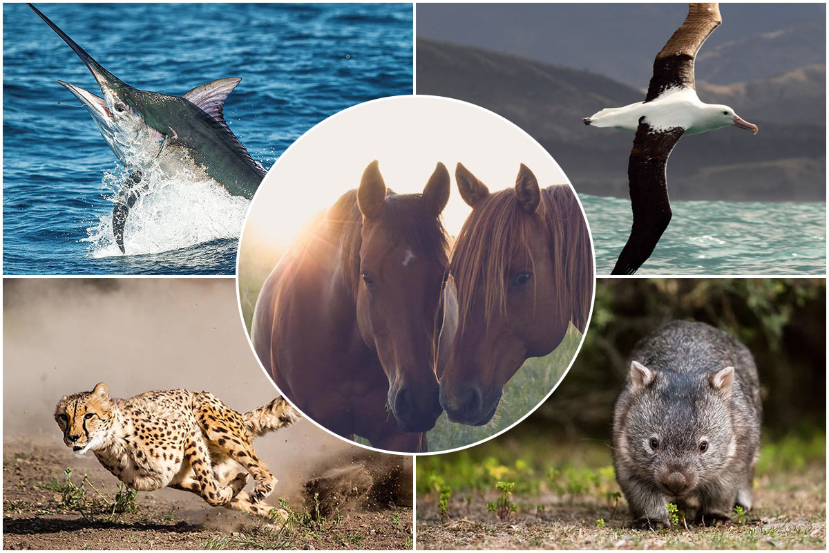 با سریع‌ترین حیوانات جهان آشنا شوید