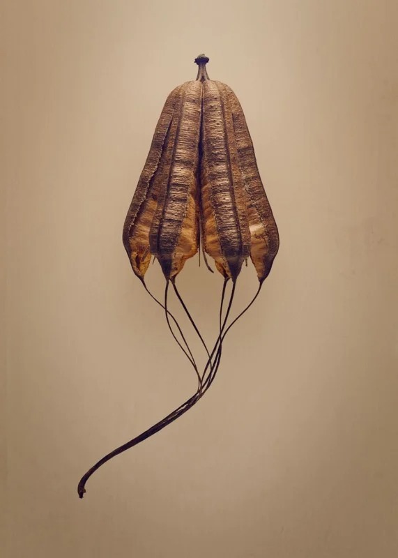 زیبایی مخفی دانه‌ها در عکس‌های ماکرو