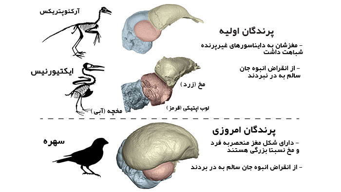 مغز پرنده