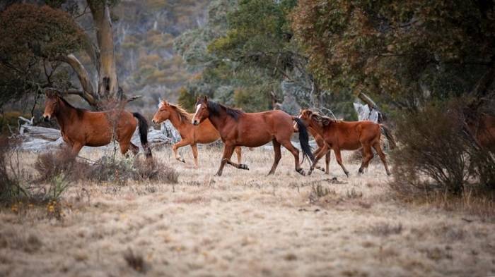 اسب های وحشی در استرالیا / wild horses