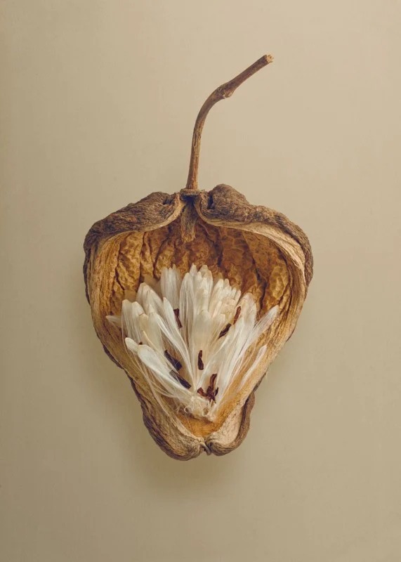 زیبایی مخفی دانه‌ها در عکس‌های ماکرو