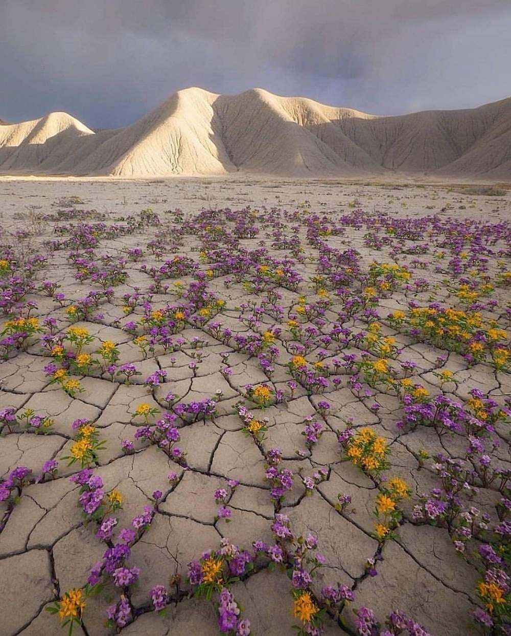 زیبایی مجذوب‌کننده طبیعت