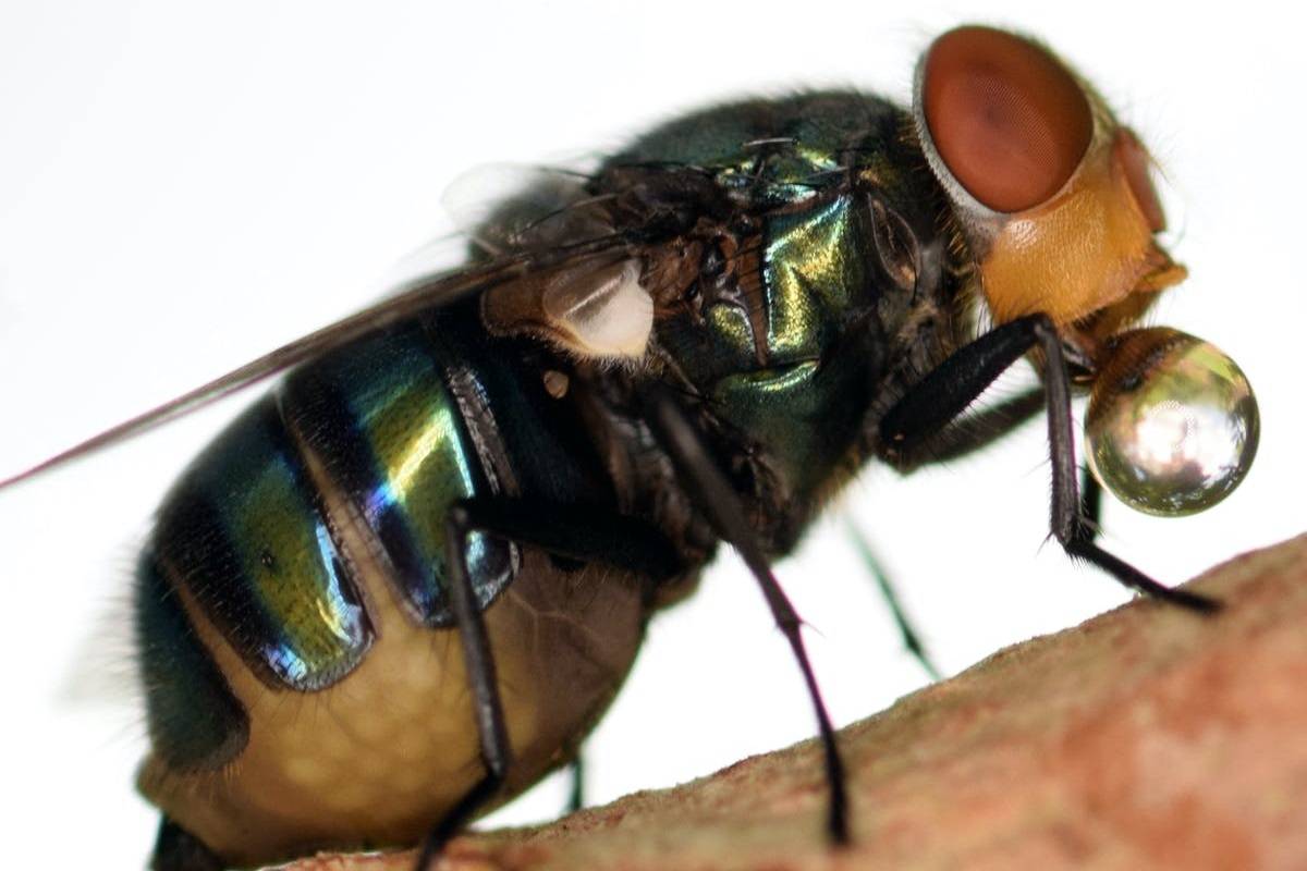 آیا مگس‌ها واقعا روی غذای شما استفراغ می‌کنند؟