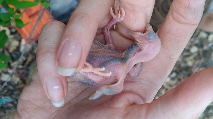 جوجه پرنده عسل یاب / Greater honeyguide chick