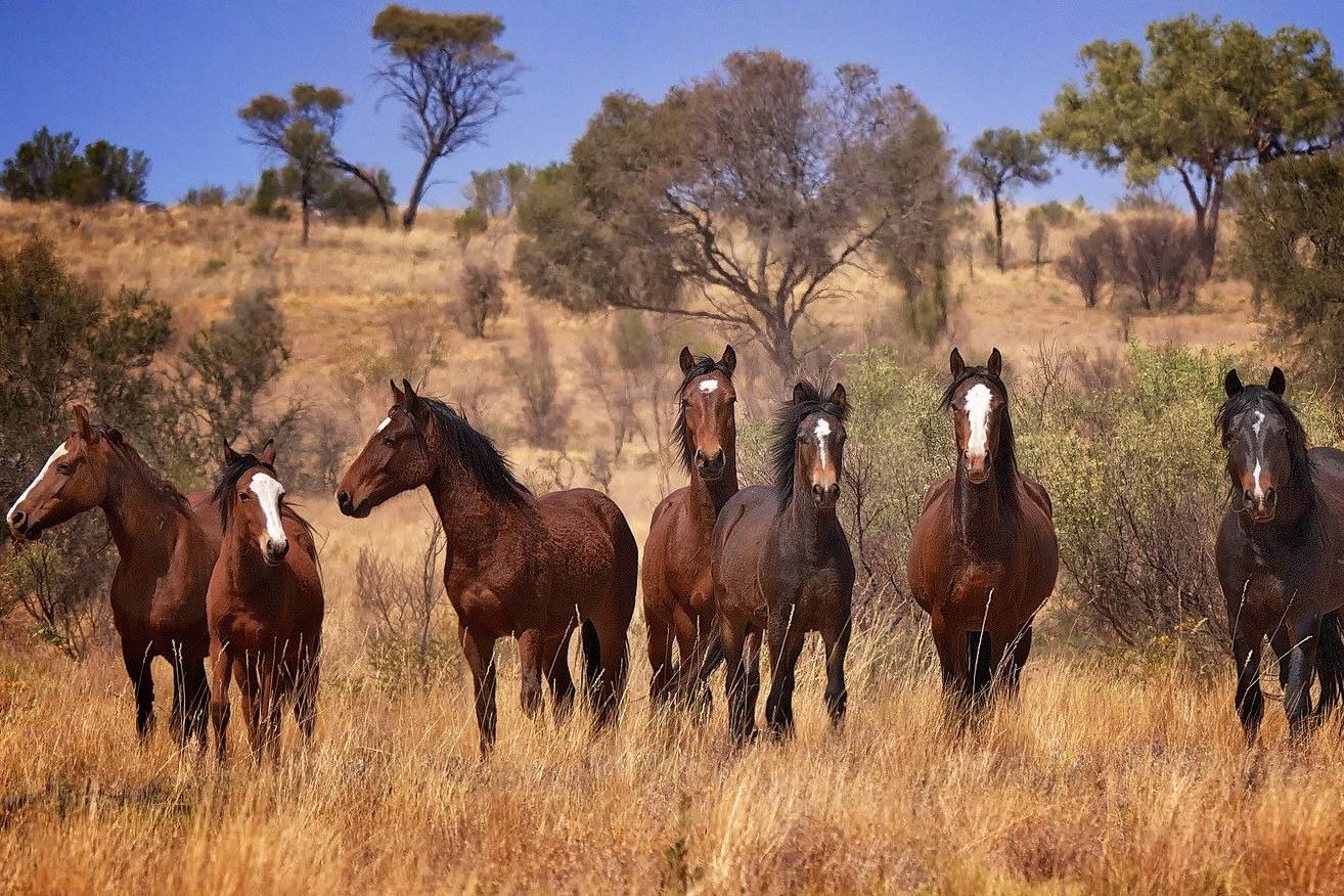 استرالیا می‌خواهد بیش از ده‌هزار اسب وحشی را از بین ببرد
