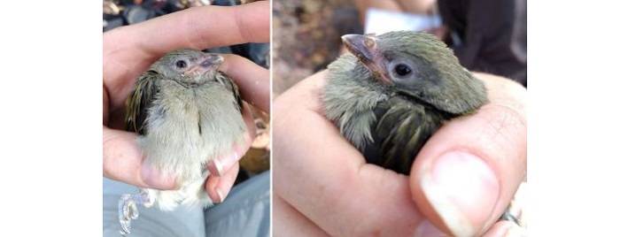 جوجه عسل یاب کهتر / Lesser honeyguides