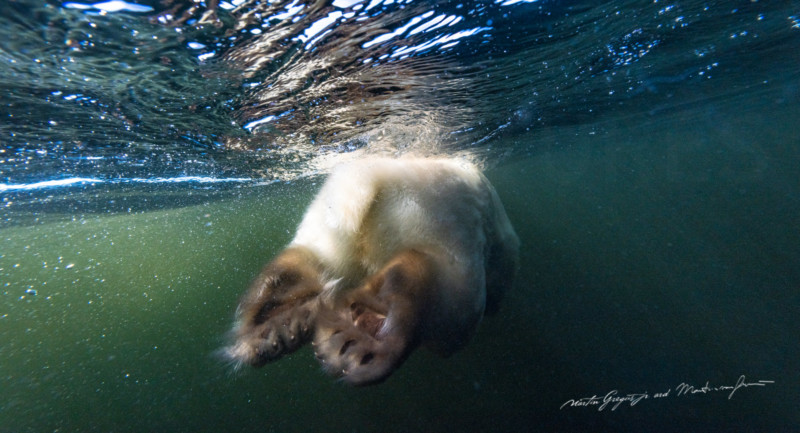 زندگی صمیمی خرس‌های قطبی 