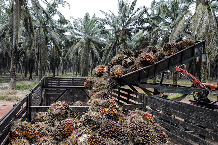 Palm oil industry