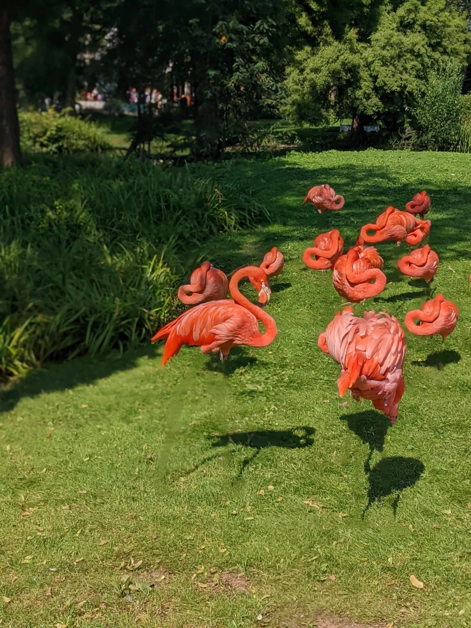 flamingos-google-pixel-6-magic-eraser