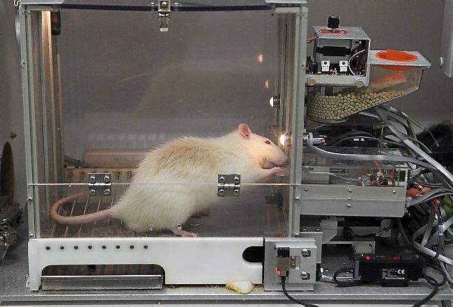 موش آزمایشگاهی