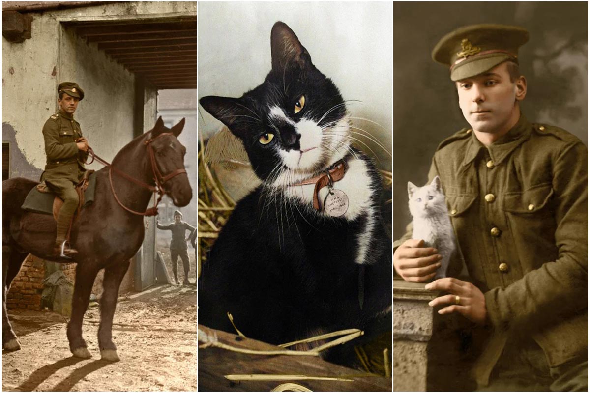 داستان ازخودگذشتگی حیوانات در جنگ‌ در تصاویر رنگی‌شده تاریخی