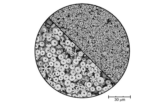 Size variation of coccoliths in geological periods