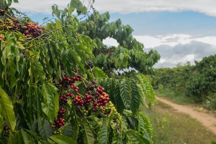 گیاه قهوه / coffee plant