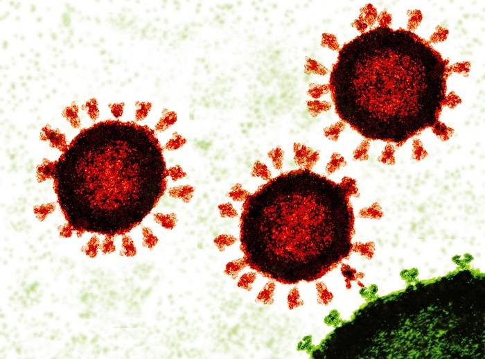 Corona virus and spike protein 