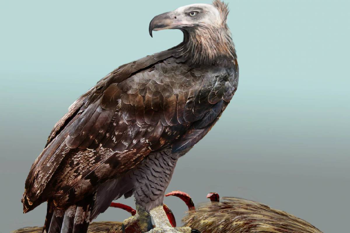 بزرگ‌ترین عقاب روی زمین، مانند کرکس غذا می‌خورد