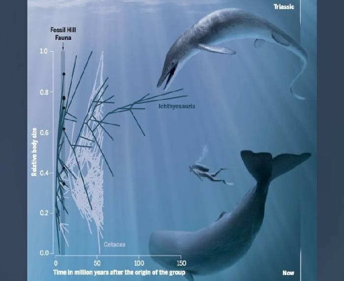 Comparison of whale and ichthyosaur / Cymbospondylus youngorum