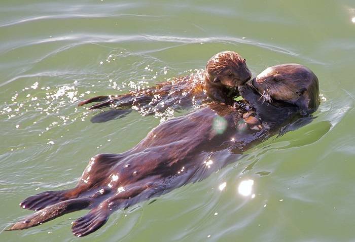 Mother sea otter