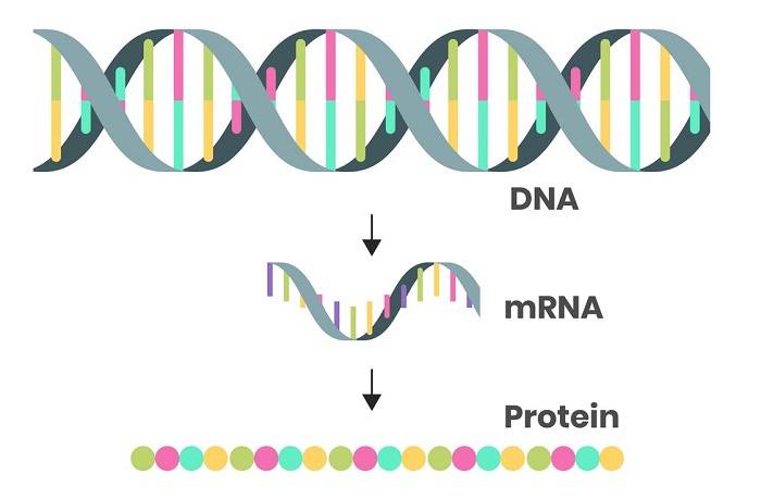 Convert DNA to mRNA and protein
