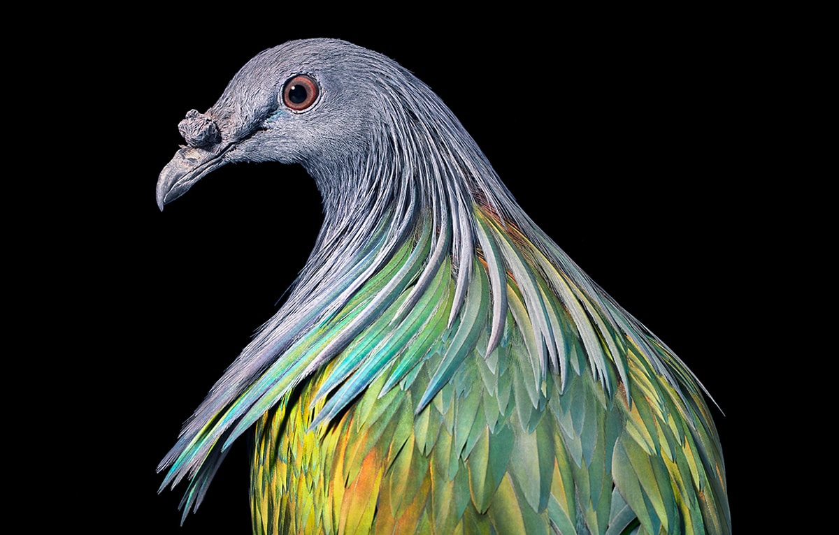   Rare and endangered birds