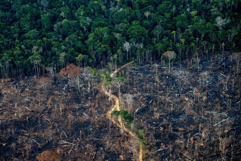 توقف جنگل‌زدایی تا سال ۲۰۳۰؛ سیاستی تحقق‌پذیر یا شعاری عامه‌پسند؟