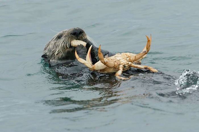 سمور دریایی در حال خوردن خرچنگ دانجنس / Sea otter