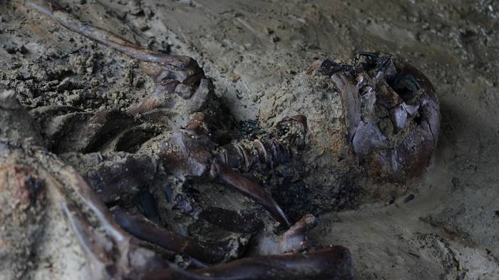 Skeleton found in herculanium / skeleton