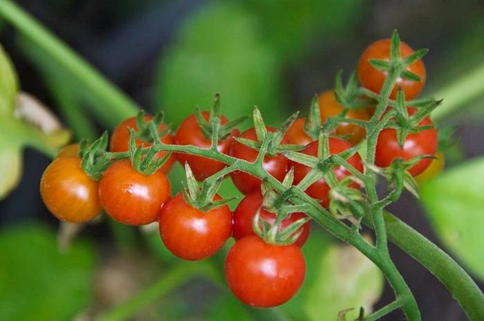 گوجه فرنگی وحشی / Solanum pimpinellifolium