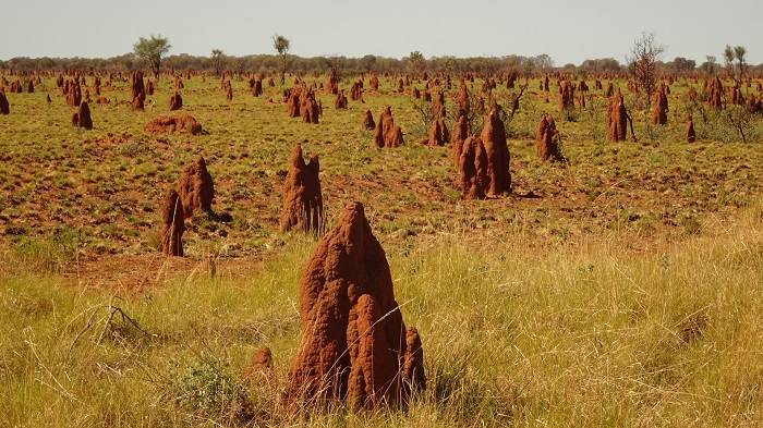 Termite colonies in Africa 
