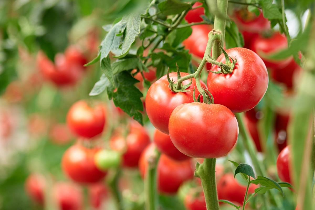 گوجه فرنگی در خط مقدم انقلاب غذایی