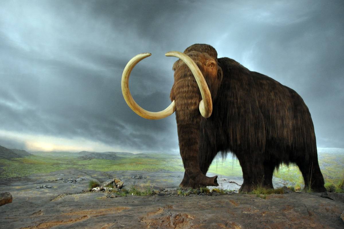 ماموت‌های پشمالو تا ۵ هزار سال پیش در سرزمین اصلی آمریکای شمالی زندگی می‌کردند