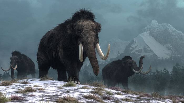 ماموت های پشمالو / Woolly mammoth