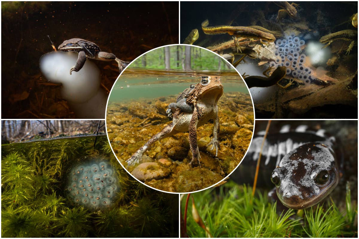 تصاویر ماکروی خیره‌کننده از دنیای منحصربه‌فرد حوضچه‌های فصلی