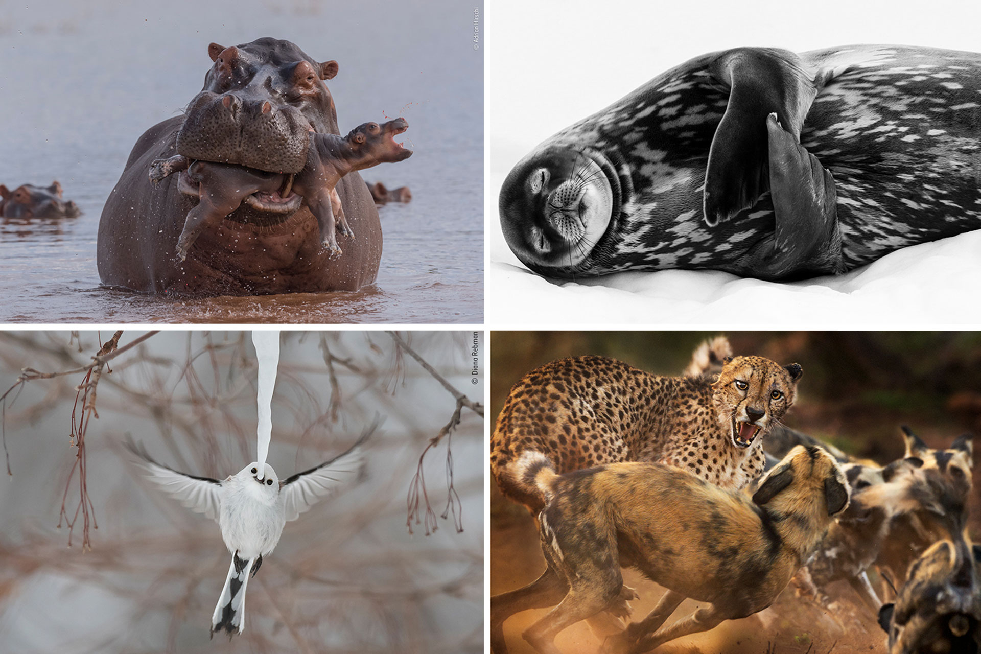 برند‌‎‌گان افتخاری عکاس سال حیات وحش؛ زیبایی‌ها و زشتی‌های طبیعت