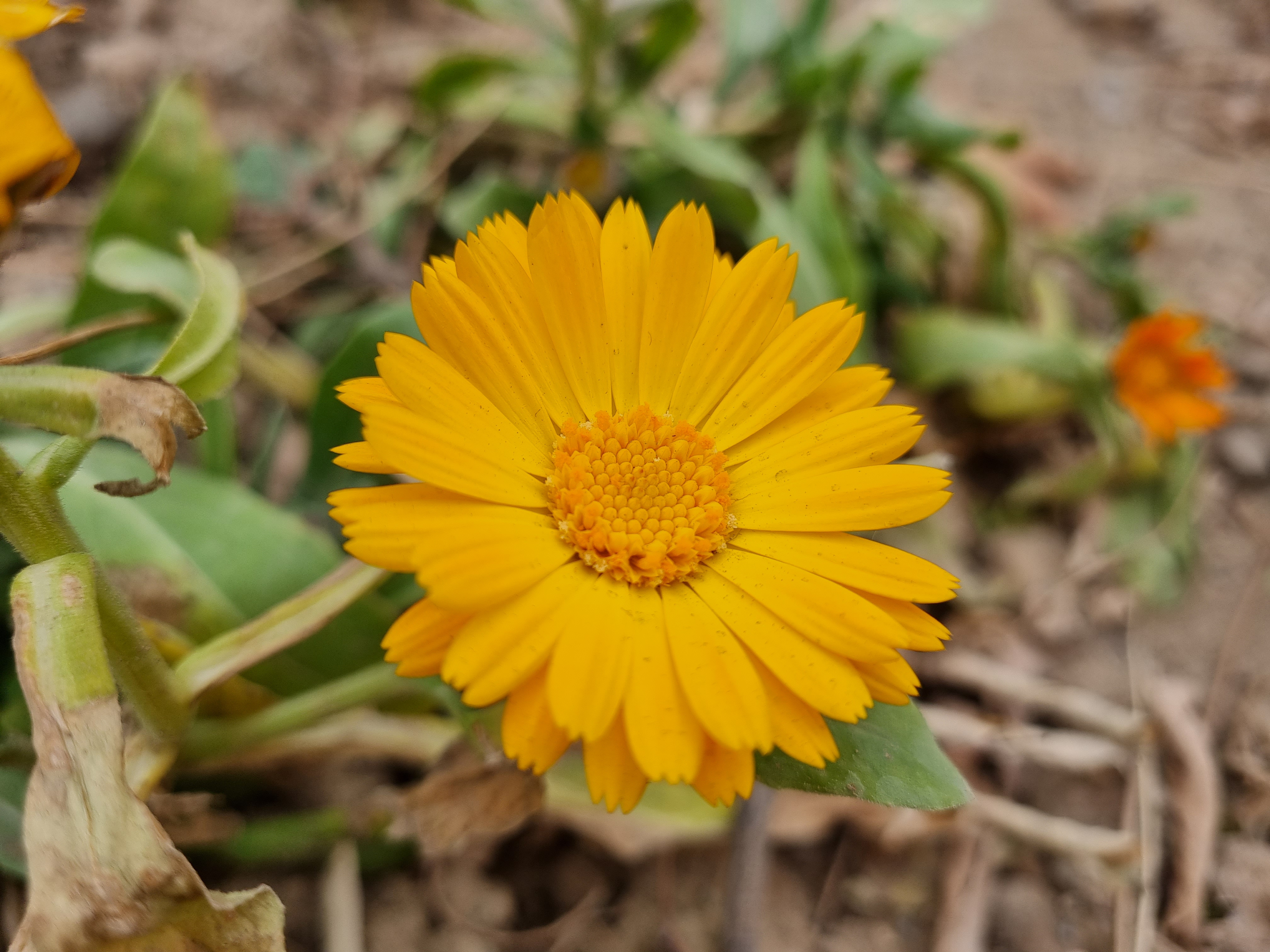 نمونه عکس دوربین اصلی گلکسی S21 در روز - گل آفتابگردان