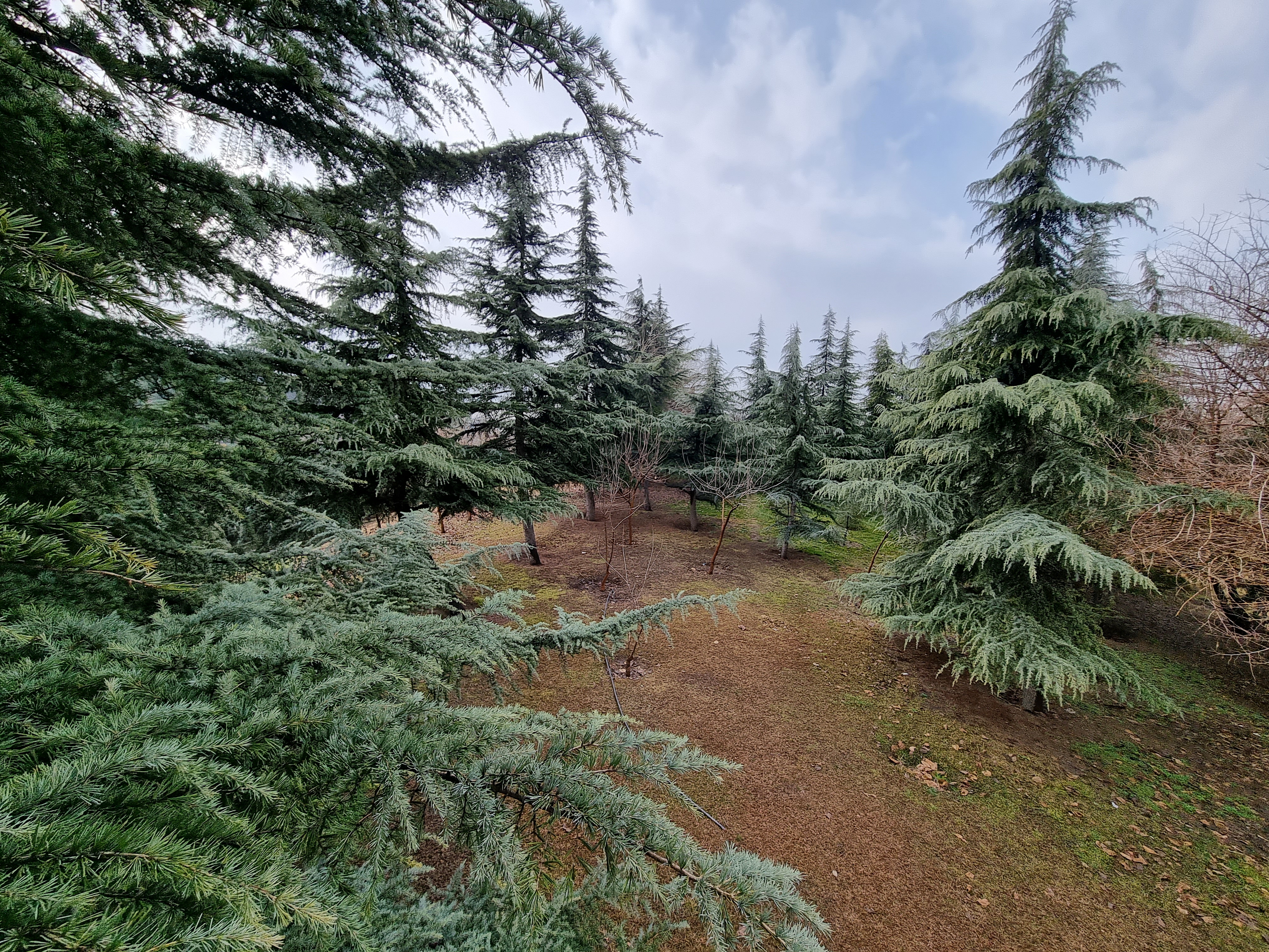 نمونه عکس دوربین اولتراواید گلکسی S21 در روز - درختان کاج