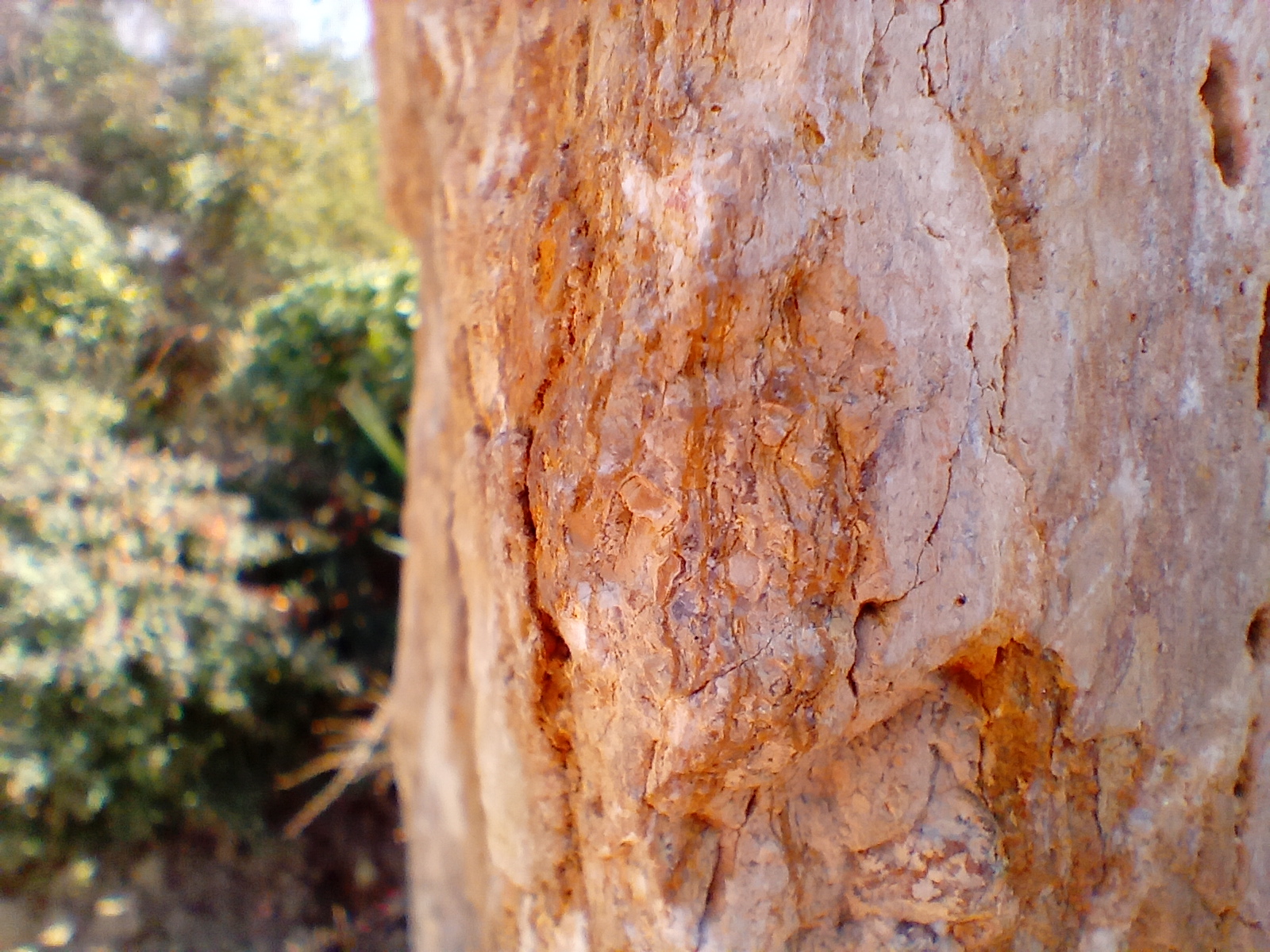 نمونه عکس دوربین ماکرو ال جی K41S در روز - درخت