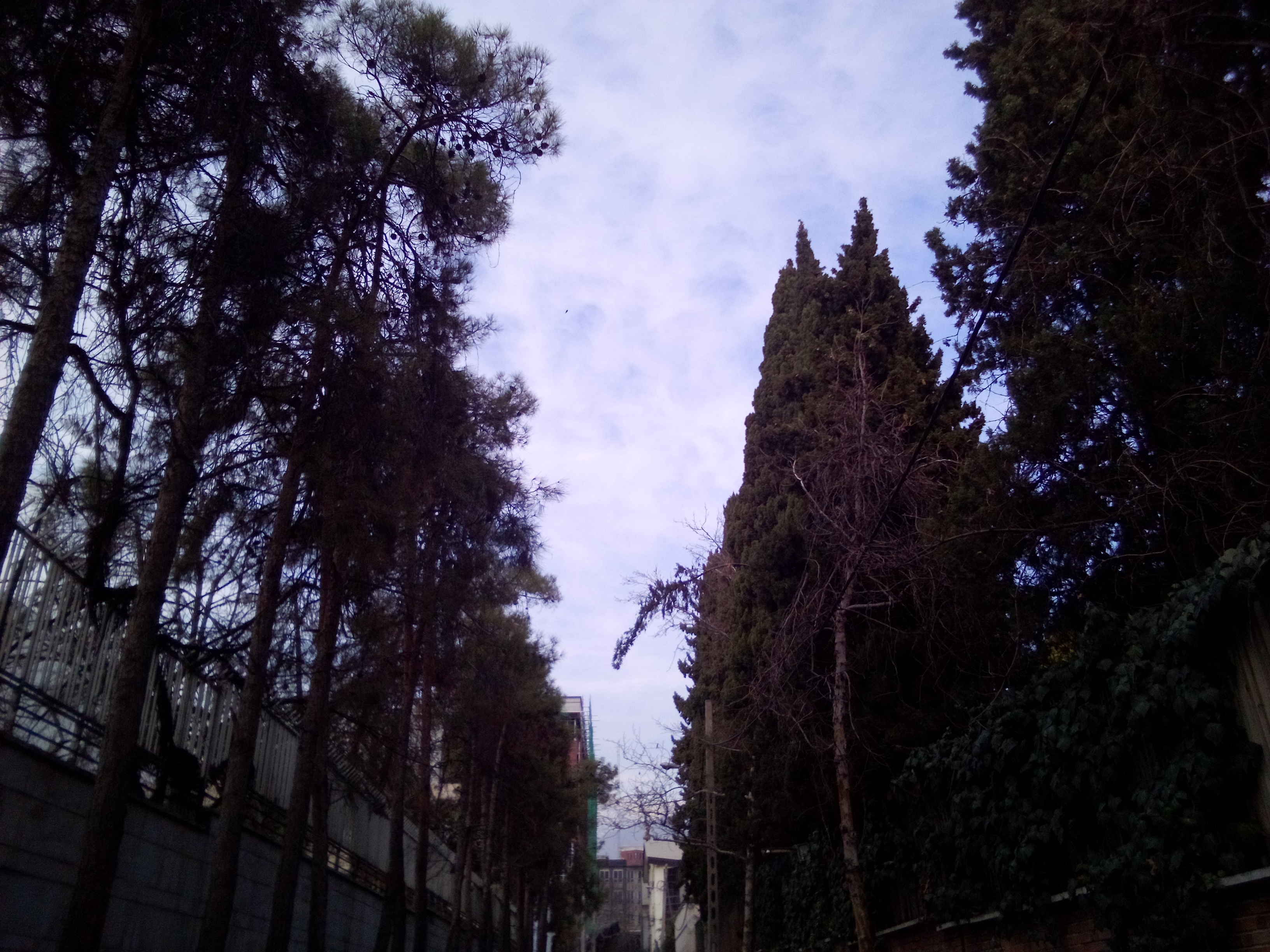 نمونه عکس دوربین اصلی صاایران ویرا V5 در روشنایی روز - آسمان و درخت‌های کاج در جردن