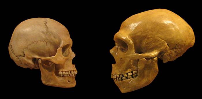 جمجمه انسان مدرن و نئاندرتال /  modern human and Neanderthal skulls
