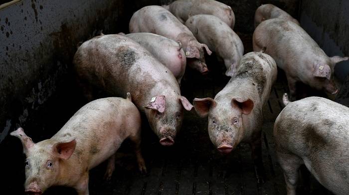 مزرعه پرورش خوک / modern pig farm