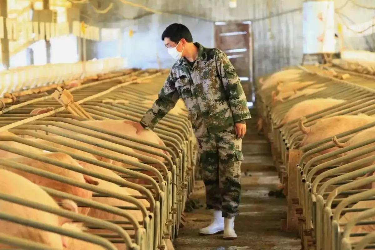 آیا فعالیت انسان به شیوع مجدد آنفلوانزای خوکی منجر خواهد شد؟