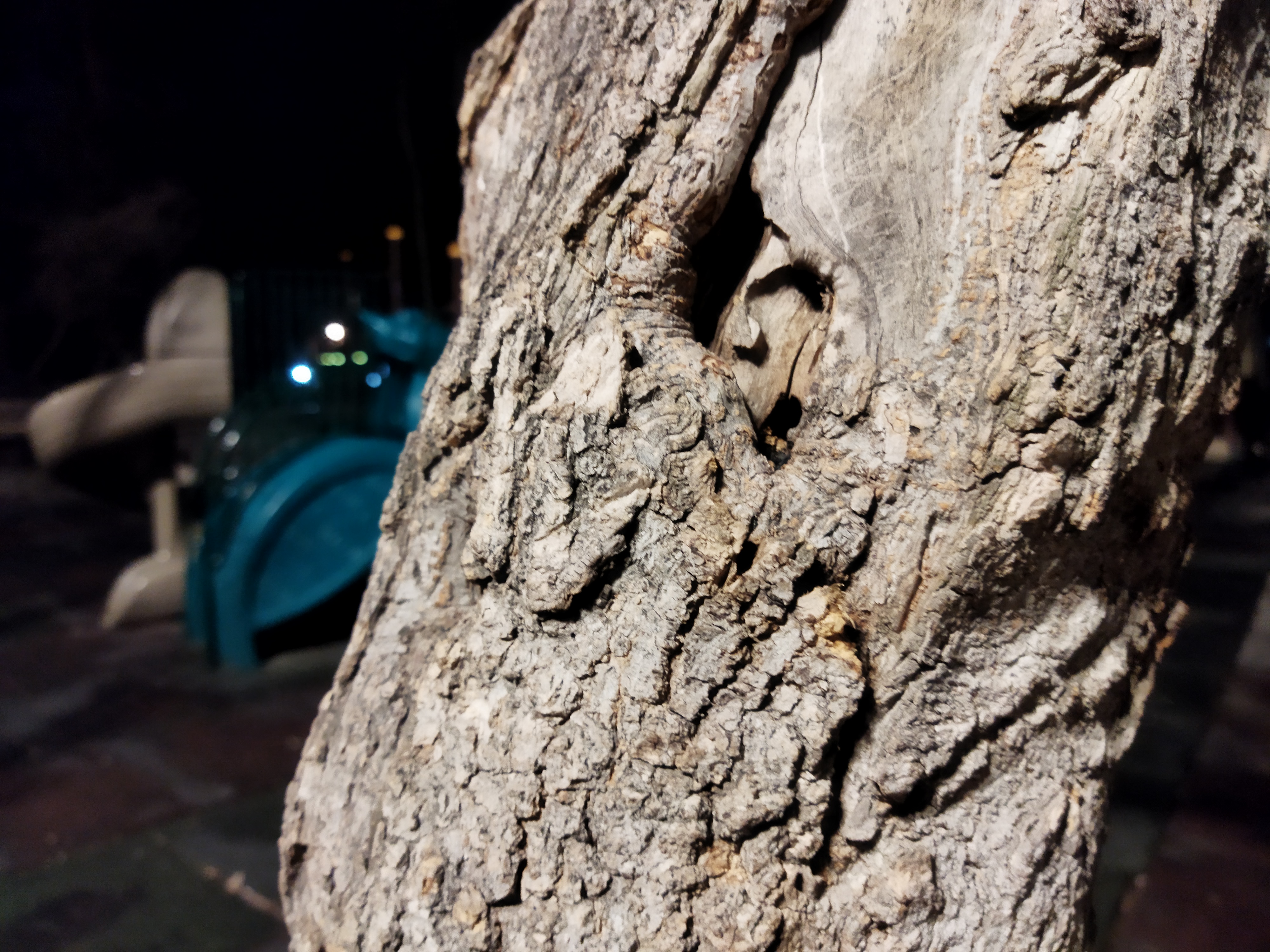نمونه عکس با دوربین اصلی پوکو ام ۳ در شب عکاسی از درخت
