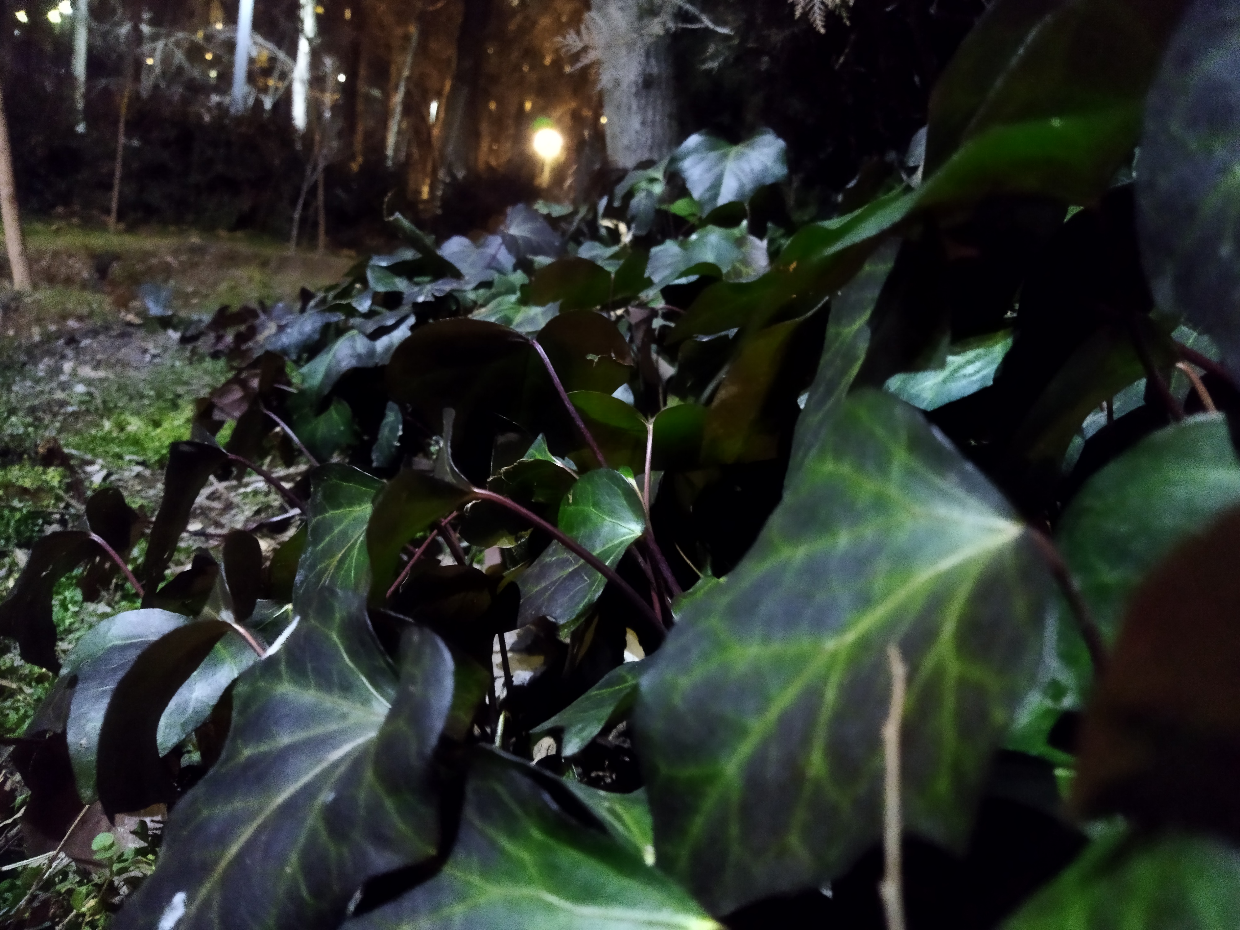 نمونه عکس با دوربین اصلی پوکو ام ۳ در شب عکاسی از برگ