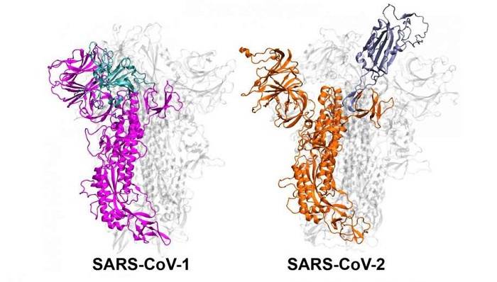 پروتئین اسپایک ویروس های کرونای کووید و سارس / spike protein