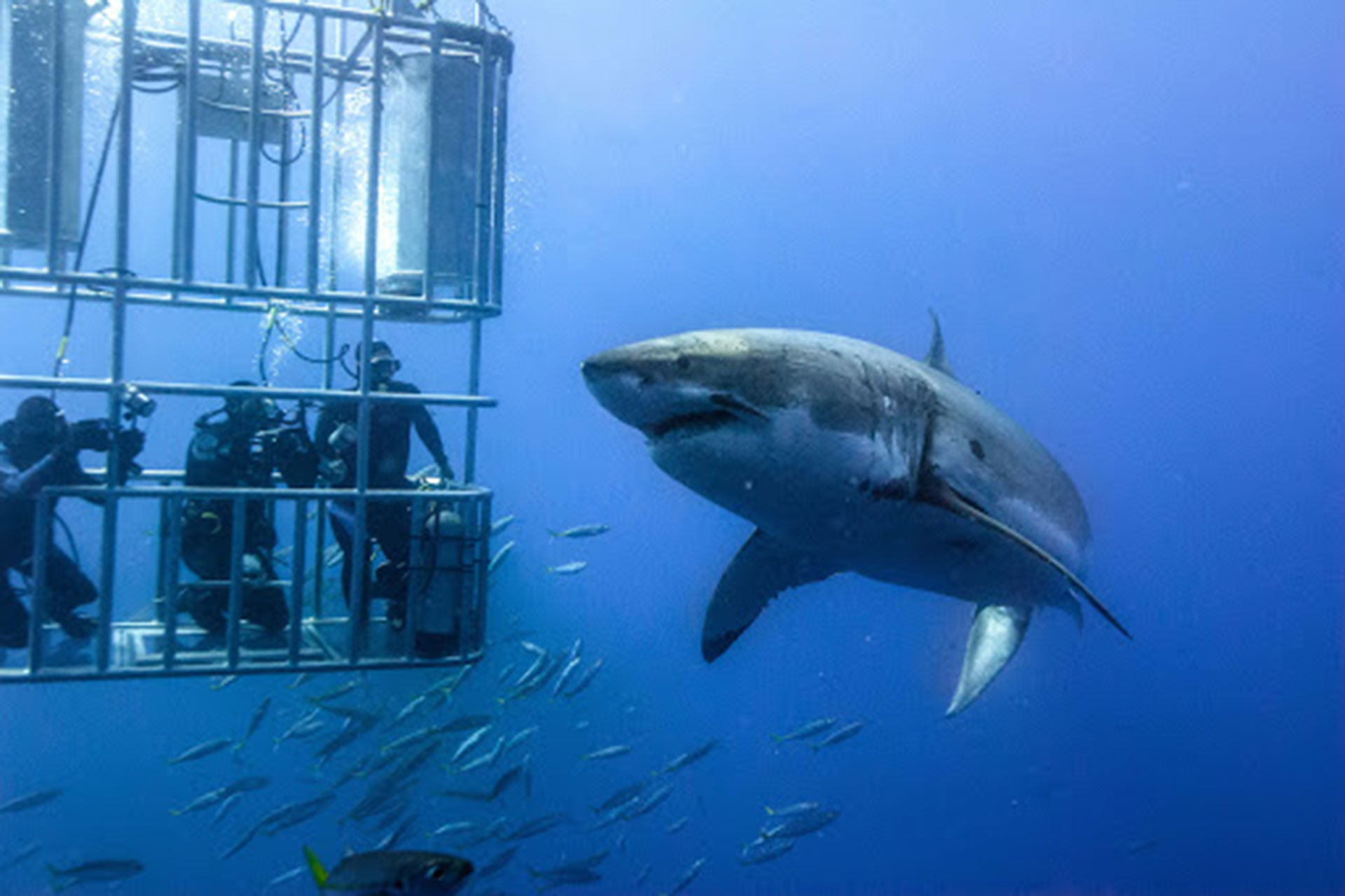 برنده جایزه بزرگ مسابقه عکاسی زیر آب؛ میهمانی ماهی‌ها در دهان کوسه نهنگ 