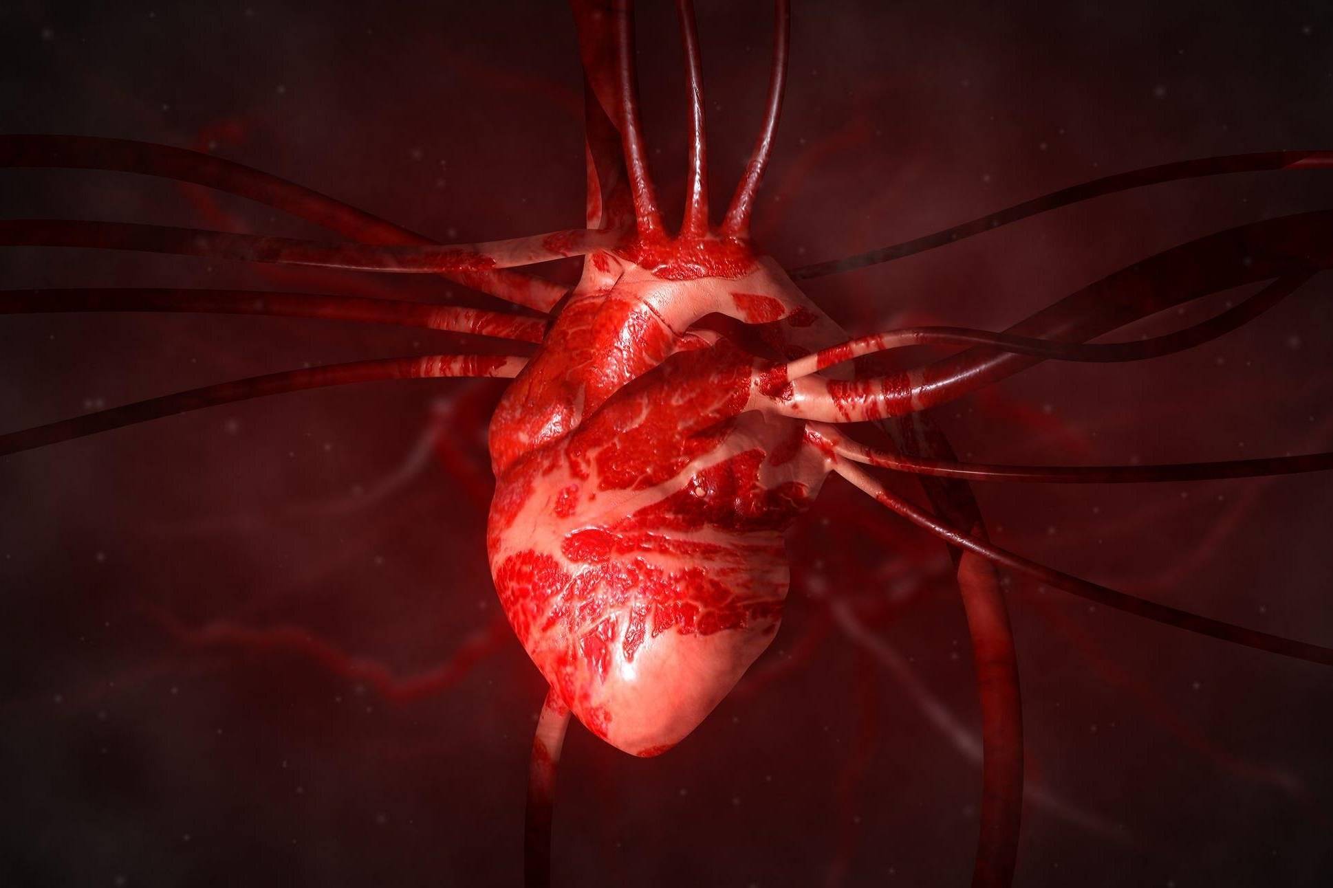کووید ۱۹ می‌تواند سلول‌های عضله قلب را از بین ببرد