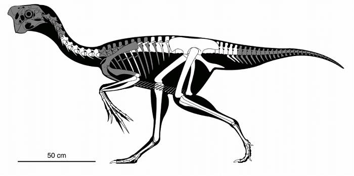  اسکلت اوویرپتور / oviraptor skeleton