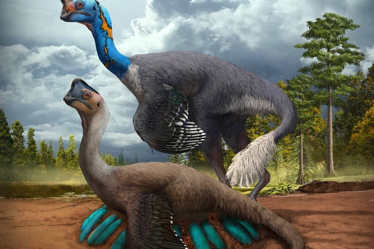 کشف فسیل دایناسوری که روی تخم‌های خود نشسته است